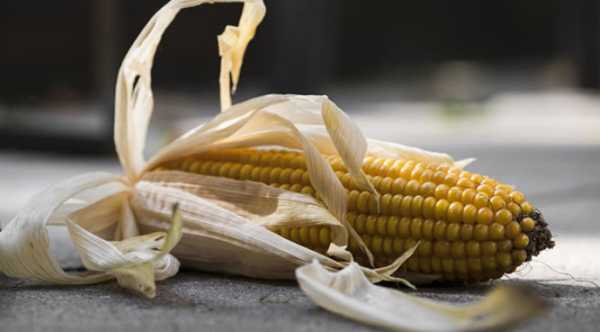 Ціни на кукурудзяний фрахт з України стрімко падають на старті лютого