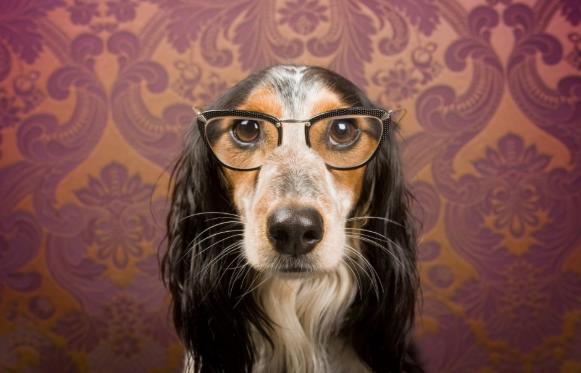 Чи стають тварини розумнішими? Останні дослідження та докази