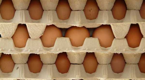 Україна б’є рекорди: експорт яєць сягнув п’ятирічного максимуму
