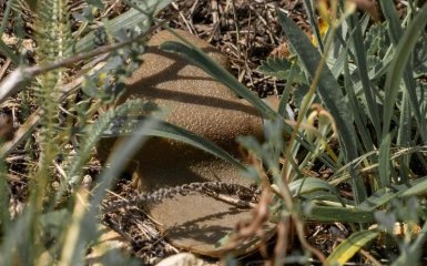 Під Херсоном авто підірвалося на російській міні — є поранені