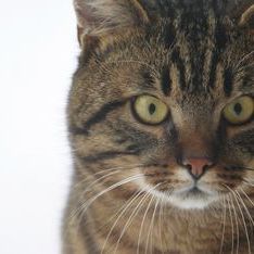 Муркотіння вашого кота: секрет довголіття для чоловіків