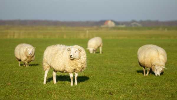 Понад 137 мільйонів гривень державної допомоги виділили українським господарям за розведення кіз та овець.