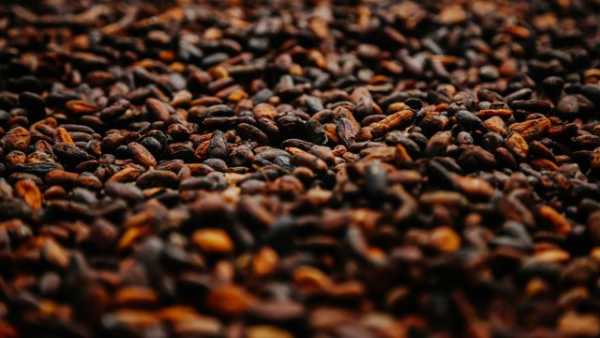 Гана очікує зниження врожаю какао на 13% у прийдешньому сезоні