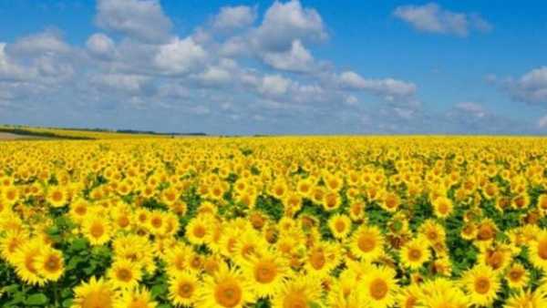 Вартість пшениці в Україні за тиждень залишилася сталою, тонна соняшнику здешевшала на $110, а ціна експортного ріпаку підвищилася на $5.