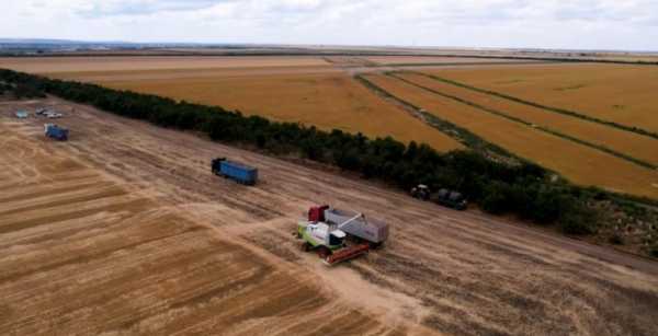 Від 5,5 до 8 т/га — які області отримали найвищі показники —…