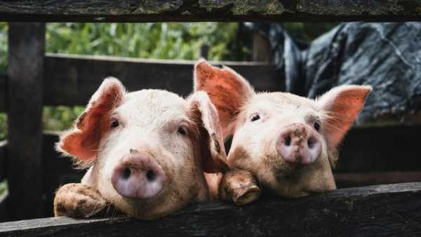 KSG Agro у першому півріччі 2026 року наростив чистий прибуток у 6,7 раза, незважаючи на зменшення доходу на 40%