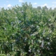 Виробник лохини Orniberry